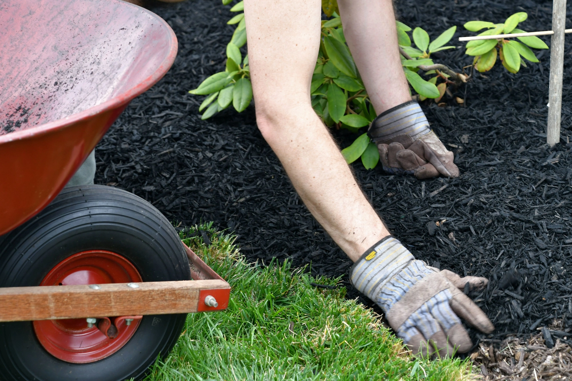 Fresh black colored mulch spread in a garden bed along a brick home in Norman, Oklahoma