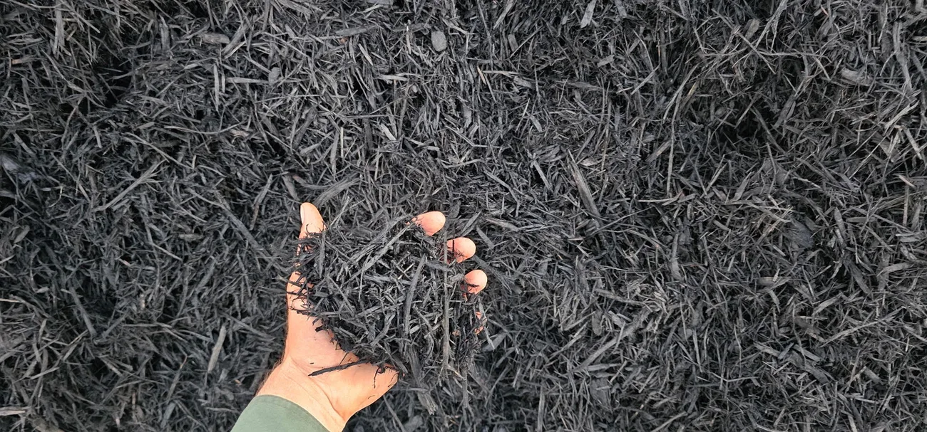 Handful of black-dyed wood chip mulch held over a pile at the Riverside Wood yard in Norman, Oklahoma