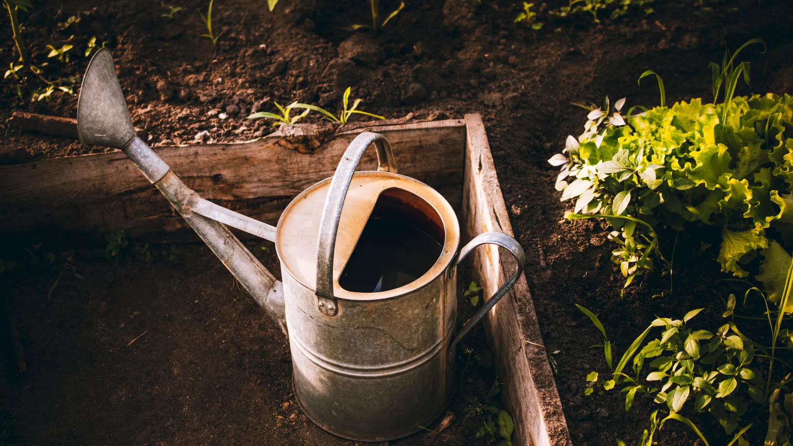 Rich dark garden soil in a raised planting bed in Norman, Oklahoma