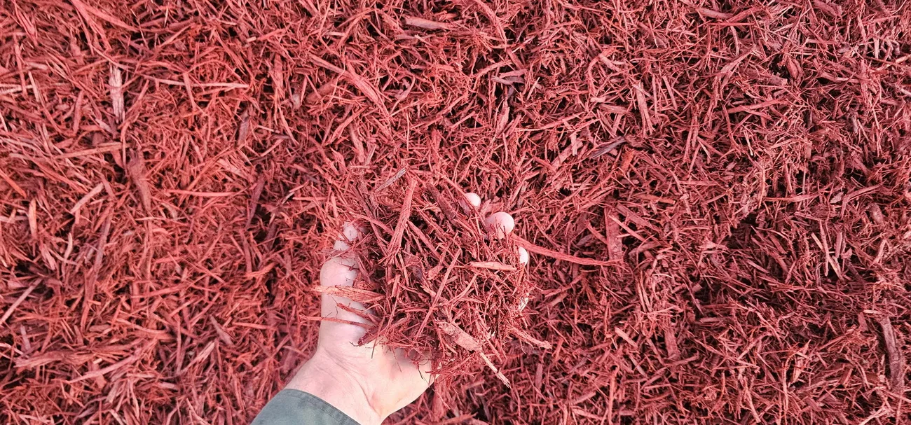 Handful of red-dyed wood chip mulch held over a pile at the Riverside Wood yard in Norman, Oklahoma